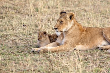 african aslan (panthera leo) ve yavruları