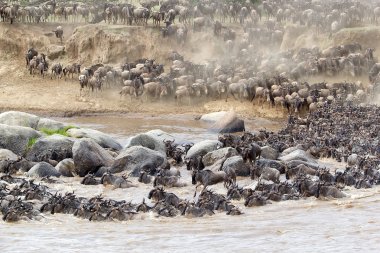 (connochaetes taurinus) wildebeest göç