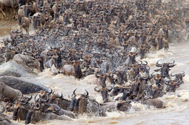 Wildebeest (Connochaetes taurinus) great migration clipart