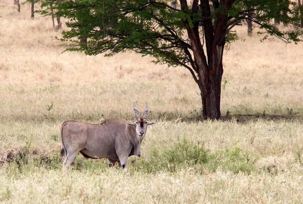 Eland (Taurotragus Afrika antilobu) — Stok fotoğraf