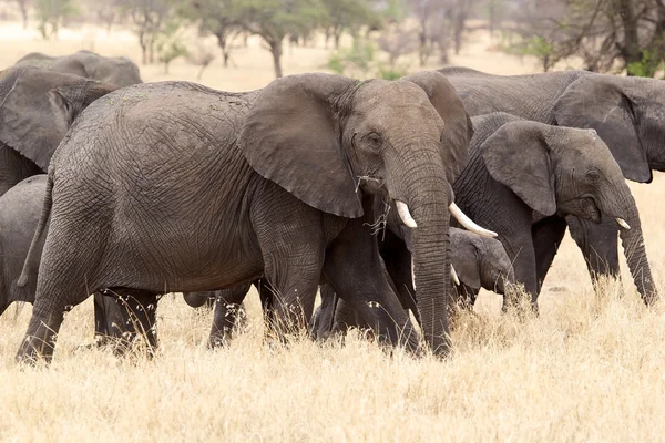 Słoń afrykański (Loxodonta africana) — Zdjęcie stockowe