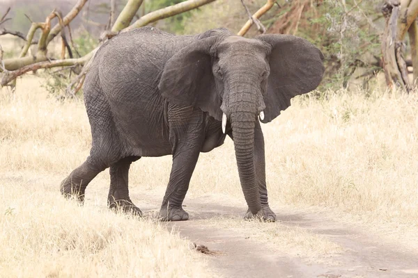 Elefante africano (Loxodonta africana) — Fotografia de Stock