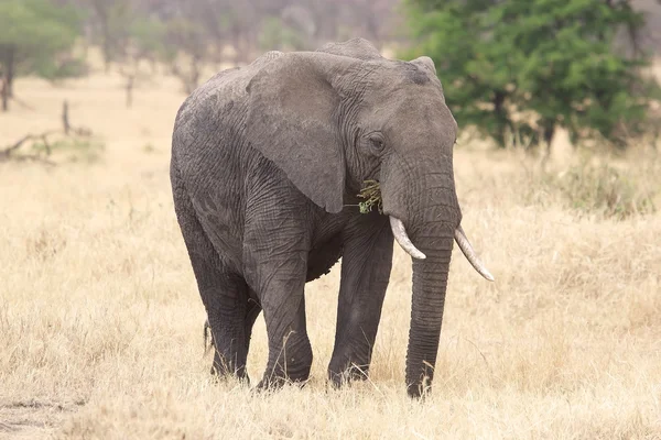 Африканський слон (Loxodonta africana) — стокове фото