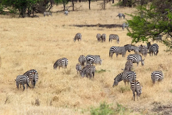 Zebra (Equus burchellii) — Stockfoto