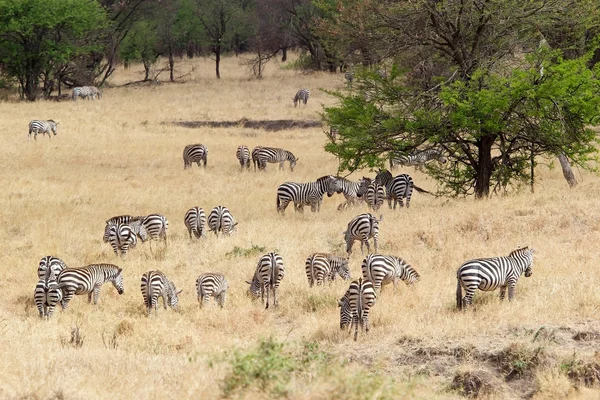 Zebra (Equus burchellii) — Stock Photo, Image