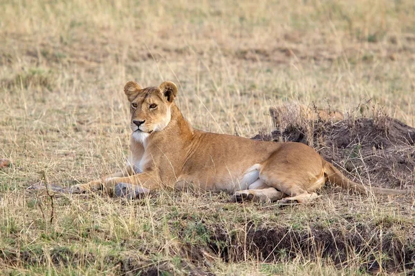 非洲母狮(Panthera leo)) — 图库照片