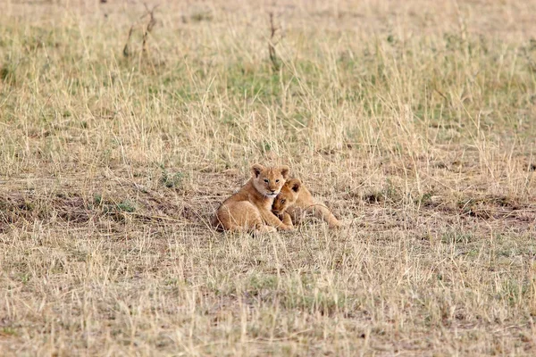 African lion (Panthera leo) — Stock Photo, Image
