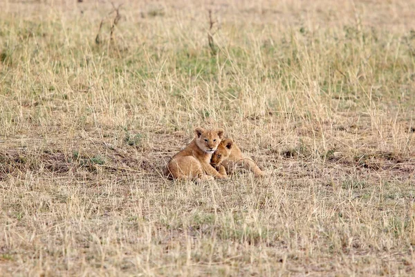 Leone africano (Panthera leo ) — Foto Stock