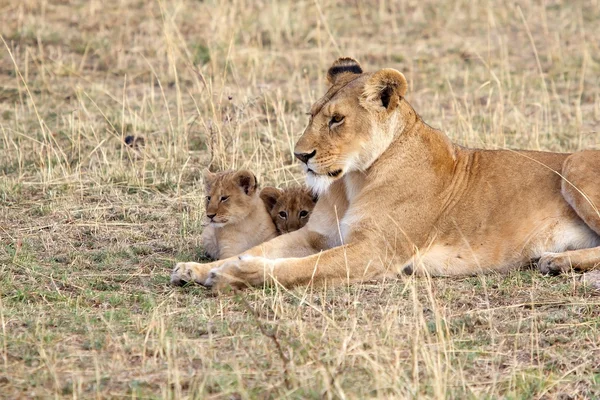 African lioness (Panthera leo) and cubs — Stock Photo, Image
