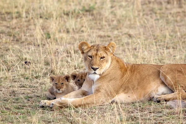 Lwica Afryki (panthera leo) i młode — Zdjęcie stockowe