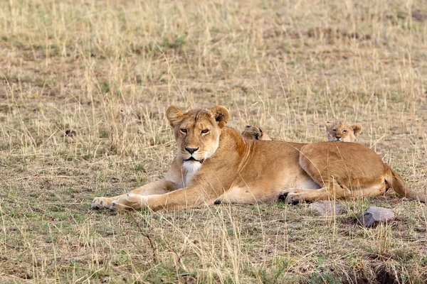 Leone africano (Panthera leo) e cuccioli — Foto Stock