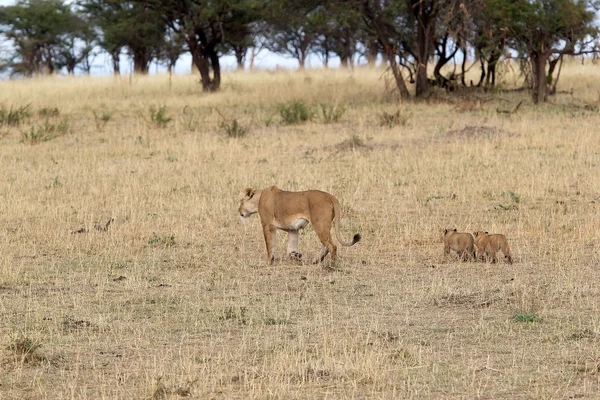 African lioness (Panthera leo) and cubs — Stock Photo, Image