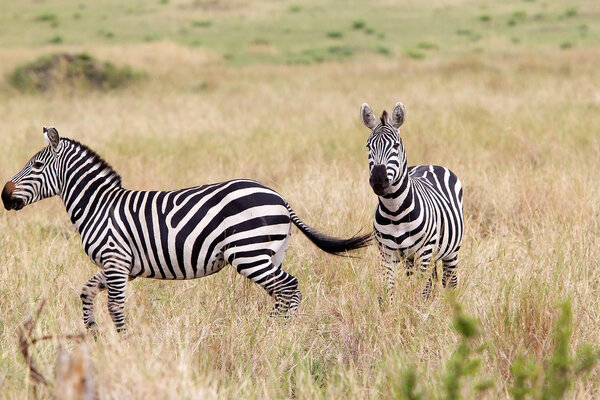 Zebras (Equus burchellii) in the african savanna