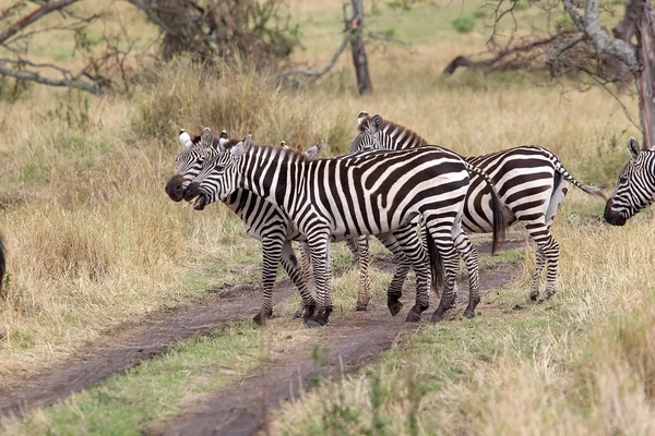 Zebra (Equus burchellii) — Foto Stock