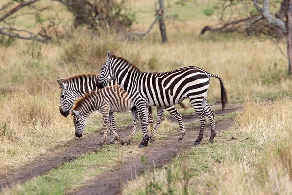 Zebra (equus burchellii)) — Stockfoto