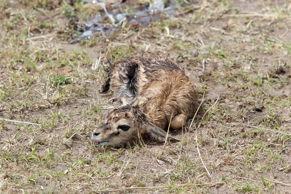 Thomson's gazelle (gazella thomsonii) nieuwe born — Stockfoto