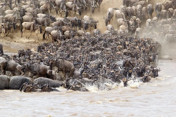 Wildebeest (Connochaetes taurinus) great migration — Stock Photo, Image
