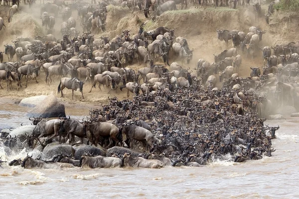 Wildebeest (Connochaetes taurinus) grande migração — Fotografia de Stock