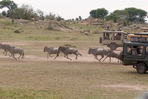 Afrika turizm — Stok fotoğraf