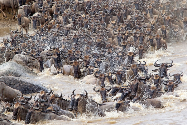 Wildebeest (Connochaetes taurinus) great migration