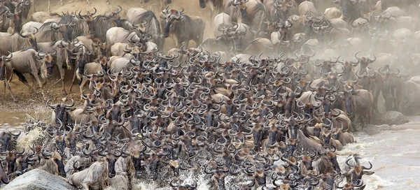 การอพยพ Wildebeest (Connochaetes taurinus) — ภาพถ่ายสต็อก