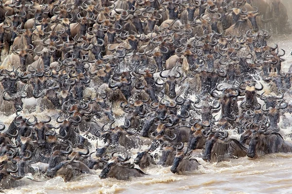 Migración de ñus (Connochaetes taurinus) — Foto de Stock