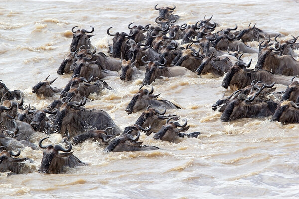 Wildebeest (Connochaetes taurinus) migration