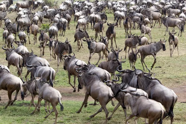 Wildebeest (Connochaetes taurinus) migrazione — Foto Stock