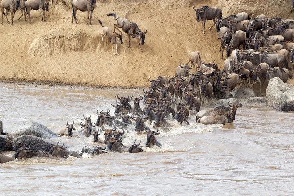 Wildebeest (Connochaetes taurinus) migrazione — Foto Stock