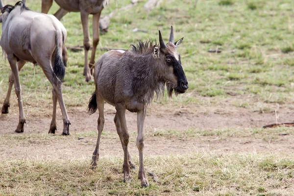 Gnus (connochaetes taurinus)) — Stockfoto