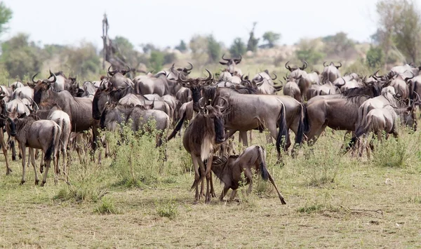 GNU (Connochaetes taurinus) — Foto Stock