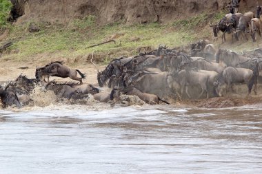 (connochaetes taurinus) wildebeest göç