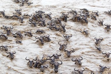 (connochaetes taurinus) wildebeest göç