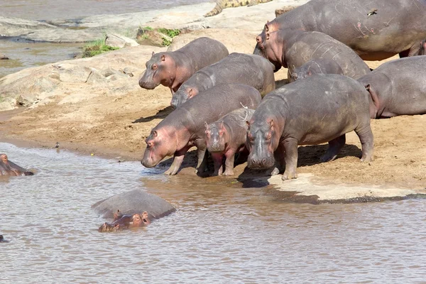 Hippo (Hippopotamus amphibius) — Stockfoto