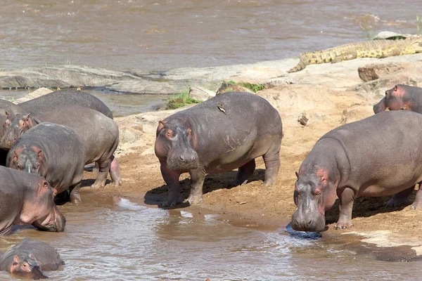 Hroch (Hippopotamus amphibius) — Stock fotografie