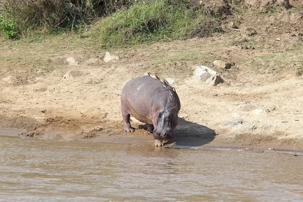 Hroch (Hippopotamus amphibius) — Stock fotografie
