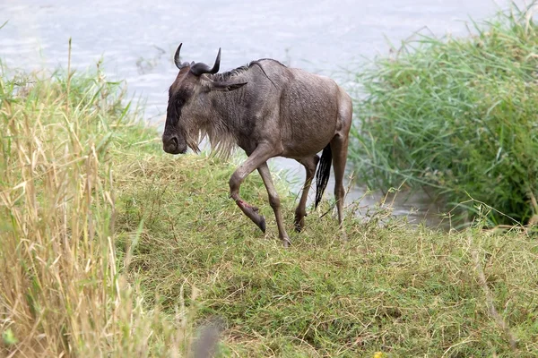 Vértigo (Connochaetes taurinus ) — Foto de Stock