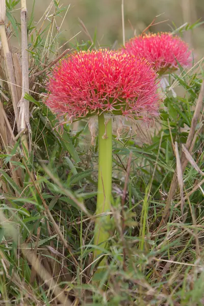 Rode bloem — Stockfoto