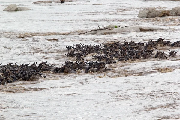 Wildebeest (Connochaetes taurinus) migrazione — Foto Stock