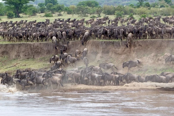 การอพยพ Wildebeest (Connochaetes taurinus) — ภาพถ่ายสต็อก