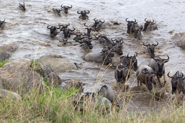 Wildebeest (Connochaetes taurinus) migrazione — Foto Stock