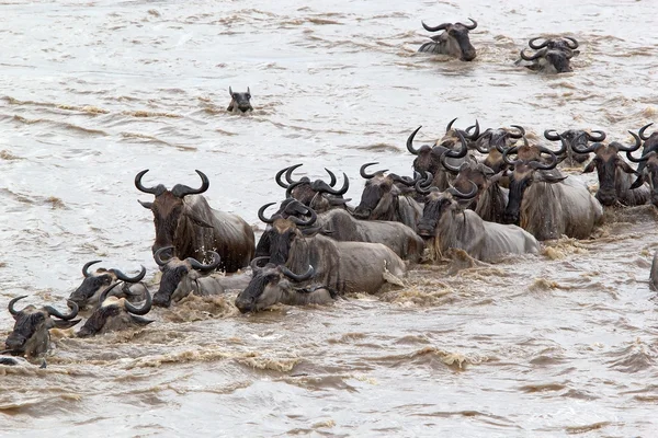 Wildebeest (Connochaetes taurinus) migrazione — Foto Stock