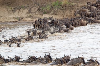(connochaetes taurinus) wildebeest göç