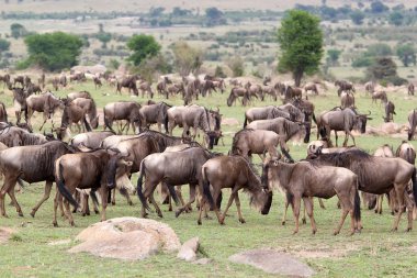 Manda (Connochaetes taurinus)