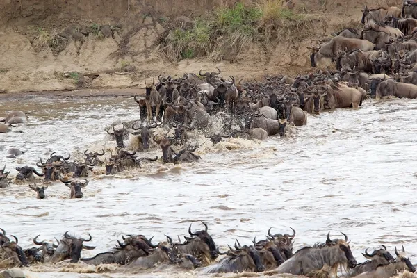 Gnus (connochaetes taurinus) wandern — Stockfoto