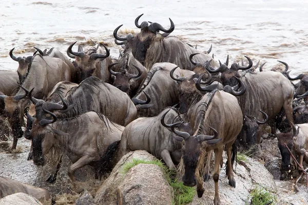 การอพยพ Wildebeest (Connochaetes taurinus) — ภาพถ่ายสต็อก