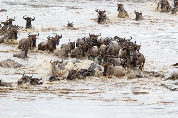 Wildebeest (Connochaetes taurinus) migration — Stock Photo, Image