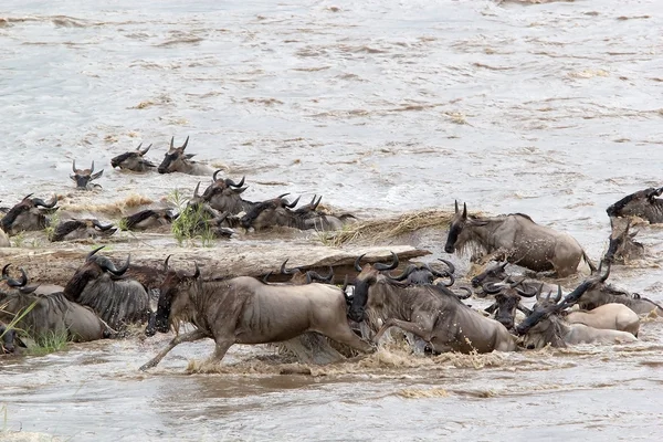 Pakoně (connochaetes taurinus) migrace — Stock fotografie