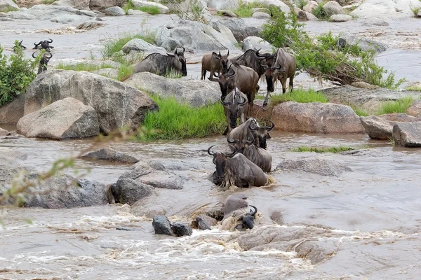 Migracji GNU (connochaetes taurinus) — Zdjęcie stockowe