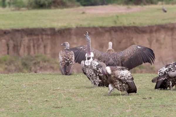 Ruppell avvoltoio (Gyps rueppellii ) — Foto Stock